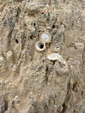 Grupo Mineralógico de Alicante. Barranco del Piscalejo. Caravaca de la Cruz. Murcia  