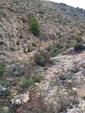 Grupo Mineralógico de Alicante.  Ópalo con Dendritas. Barranco del Piscalejo. Caravaca de la Cruz. Murcia 