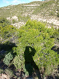 Grupo Mineralógico de Alicante.   Sierra de Albatera. Hondón de los Frailes. Alicante  