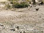 Grupo Mineralógico de Alicante.La cantera es la antigua del trasvase Tajo-Segura,Peñas de San Pedro, Albacete     