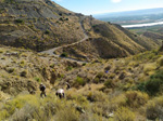 Grupo Mineralógico de Alicante.Los Vives. Orihuela. Alicante