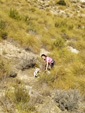 Grupo Mineralógico de Alicante.Los Vives. Orihuela. Alicante