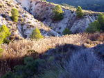 Grupo Mineralógico de Alicante. Explotaciones de arcilla. Inmediaciones Bancal Fondó, Barranc Font del lobo.Tibi , Alicante