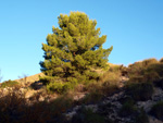 Grupo Mineralógico de Alicante. Explotaciones de arcilla. Inmediaciones Bancal Fondó, Barranc Font del lobo.Tibi , Alicante