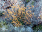 Grupo Mineralógico de Alicante. Explotaciones de arcilla. Inmediaciones Bancal Fondó, Barranc Font del lobo.Tibi , Alicante