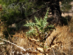 Grupo Mineralógico de Alicante.Los Serranos. Hondón de los Frailes. Alicante 