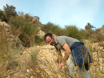 Grupo Mineralógico de Alicante.Yacimiento de Celestina. Ulea. Murcia   