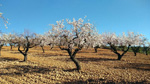 Grupo Mineralógico de Alicante. Los Yesares. Camporrobles. Valencia   