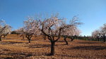 Grupo Mineralógico de Alicante. Los Yesares. Camporrobles. Valencia   