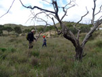 Grupo Mineralógico de Alicante. Afloramiento de Marcasitasa en el Alcavo. Agost. Alicante  