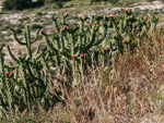 Grupo Mineralógico de Alicante. Cantera Casablanca. Lloma Alta, Les Boqueres, San Vicente del Raspeig, Alicante  