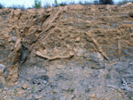 Grupo Mineralógico de Alicante. CExplotaciones de Arcilla. Rambla del Pepior. Agost. Alicante 