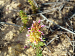 Grupo Mineralógico de Alicante. LAS MINAS DE OCRE DE MUCHAMIEL Y SAN VICENTE   