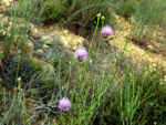 Grupo Mineralógico de Alicante. LAS MINAS DE OCRE DE MUCHAMIEL Y SAN VICENTE   