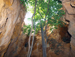 Grupo Mineralógico de Alicante.  Ópalo con Dendritas.LAS MINAS DE OCRE DE MUCHAMIEL Y SAN VICENTE  