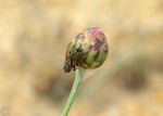 Grupo Mineralógico de Alicante. LAS MINAS DE OCRE DE MUCHAMIEL Y SAN VICENTE   