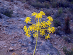 Grupo Mineralógico de Alicante. LAS MINAS DE OCRE DE MUCHAMIEL Y SAN VICENTE   