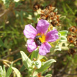 Grupo Mineralógico de Alicante.Alrededores del Rincón Bello en Agost. Alicante   