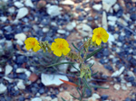 Grupo Mineralógico de Alicante.Alrededores del Rincón Bello en Agost. Alicante  