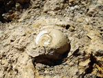 Grupo Mineralógico de Alicante. Terrers dels Pobres, Lomas de la Beata.  Agost. Alicante   