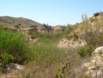 Grupo Mineralógico de Alicante. Terrers dels Pobres, Lomas de la Beata.  Agost. Alicante   