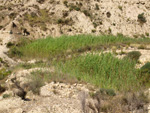 Grupo Mineralógico de Alicante.Terrers dels Pobres, Lomas de la Beata.  Agost. Alicante   