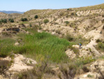 Grupo Mineralógico de Alicante. Terrers dels Pobres, Lomas de la Beata.  Agost. Alicante   