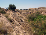 Grupo Mineralógico de Alicante.Terrers dels Pobres, Lomas de la Beata.  Agost. Alicante  