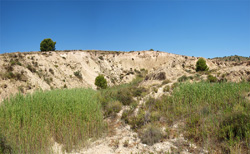 Grupo Mineralógico de Alicante. Terrers dels Pobres, Lomas de la Beata.  Agost. Alicante   