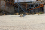 Grupo Mineralógico de Alicante. Cantera Casablanca. Lloma Alta, Les Boqueres, San Vicente del Raspeig, Alicante  