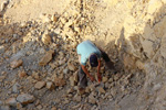 Grupo Mineralógico de Alicante. Cantera Casablanca. Lloma Alta, Les Boqueres, San Vicente del Raspeig, Alicante  