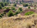 Grupo Mineralógico de Alicante.Cabezo de San Juan. minas Rómulo y Pajaritos.
 La Unión. Murcia   