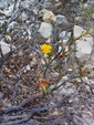 Grupo Mineralógico de Alicante. Sierra de los Tajos. San Vicente del Raspeig. Alicante.   