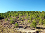 Grupo Mineralógico de Alicante. Afloramiento de Aragonitos. Casas de Ves. Albacete   