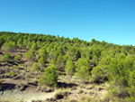 Grupo Mineralógico de Alicante. Afloramiento de Aragonitos. Casas de Ves. Albacete   