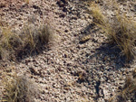 Grupo Mineralógico de Alicante. Afloramiento de Aragonitos. Casas de Ves. Albacete   