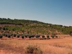 Grupo Mineralógico de Alicante. Afloramiento de Aragonitos. Casas de Ves. Albacete  