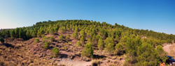 Grupo Mineralógico de Alicante. Afloramiento de Aragonitos. Casas de Ves. Albacete   