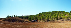 Grupo Mineralógico de Alicante. Afloramiento de Aragonitos. Casas de Ves. Albacete   