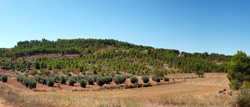 Grupo Mineralógico de Alicante. Afloramiento de Aragonitos. Casas de Ves. Albacete   