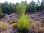 Grupo Mineralógico de Alicante. La Javalina. Cehegín. Murcia  