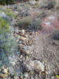 Grupo Mineralógico de Alicante. La Javalina. Cehegín. Murcia  