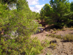 Grupo Mineralógico de Alicante. La Javalina. Cehegín. Murcia  