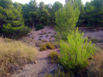 Grupo Mineralógico de Alicante. La Javalina. Cehegín. Murcia  