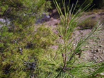 Grupo Mineralógico de Alicante. La Javalina. Cehegín. Murcia  