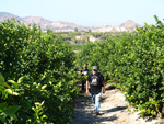 Grupo Mineralógico de Alicante. Cabezo Negro. Zeneta. Murcia  