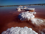 Grupo Mineralógico de Alicante. Salinas de Torrevieja. Alicante  