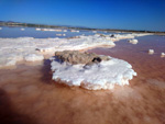 Grupo Mineralógico de Alicante. Salinas de Torrevieja. Alicante  