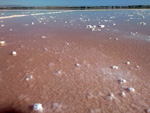 Grupo Mineralógico de Alicante. Salinas de Torrevieja. Alicante  