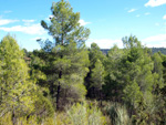 Grupo Mineralógico de Alicante.La Escarabehuela. Enguidanos. Cuenca  